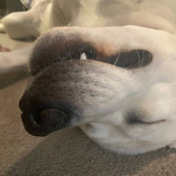 Meet your Posher, Frankie - Picture 1 of 1